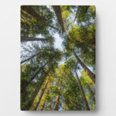 レッドウッド国立州立公園, カリフォルニア フォトプラーク (正面)