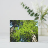 レッドウッド大枝アットレッドウッド国立公園 ポストカード (スタンド正面)