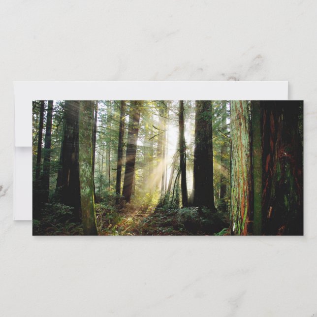 レッドウッド朝 (正面)