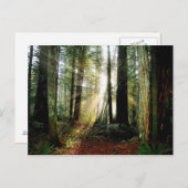 レッドウッド朝 ポストカード (正面/裏面)