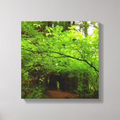 レッドウッド森林のカエデの木 キャンバスプリント (正面)