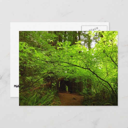 レッドウッド森林のカエデの木 ポストカード (正面/裏面)
