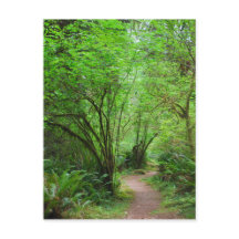 レッドウッド森林のトレイル