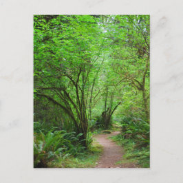 レッドウッド森林のトレイル ポストカード