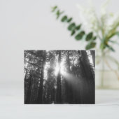 レッドウッド森林 ポストカード (スタンド正面)