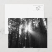 レッドウッド森林 ポストカード (正面/裏面)