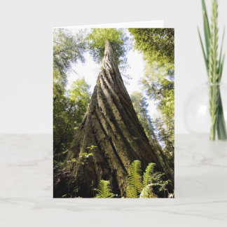 レッドウッド カード