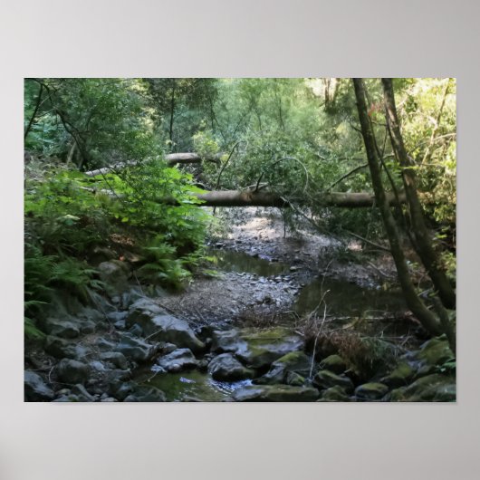 「レッドウッド・クリーク」、ミューア・ウッズ ポスター (正面)