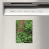 レッドウッド&シダ磁石 マグネット (インサイチュ (食洗機))