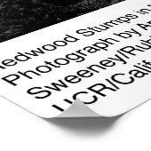 レッドウッド・スタンプズバイアンセル・アダムス ポスター (角)