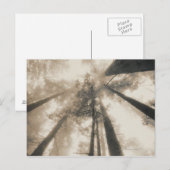 レッドウッド・フォレスト、北カリフォルニア ポストカード (正面/裏面)