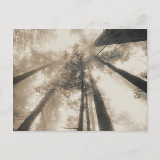 レッドウッド・フォレスト、北カリフォルニア ポストカード (正面)