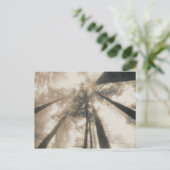 レッドウッド・フォレスト、北カリフォルニア ポストカード (スタンド正面)