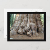 レッドウッド ポストカード (正面/裏面)