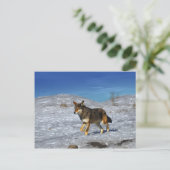 レッドウルフ2011年2月 ポストカード (スタンド正面)