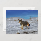 レッドウルフ2011年2月 ポストカード (正面/裏面)