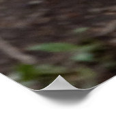 レッドウルフ キャビンスタイル モダン フォト ポスター (角)