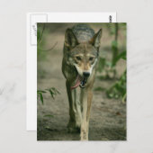 レッドウルフ ポストカード (正面/裏面)