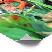 レッドエフトオレンジサラマンダー自然1 ポスター (角)