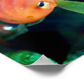 レッドエフトサラマンダーレインドロップオンアイ ポスター (角)