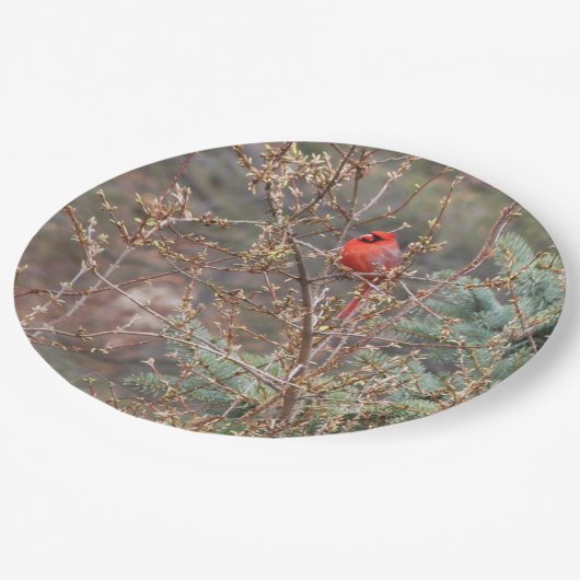 レッドオス（鳥）ショウジョウコウカンチョウオンフォーシンシアヘッジ ペーパープレート (アングル)
