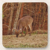 レッドオークカモフラージスタグバック食べ物を与えディアーズ コースター (正面)