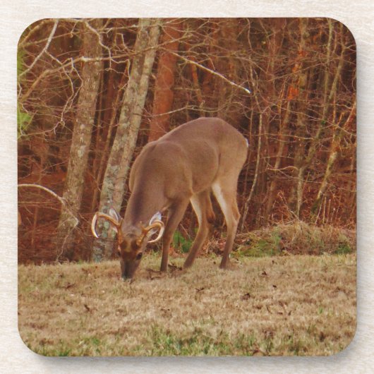 レッドオークカモフラージスタグバック食べ物を与えディアーズ コースター (正面)