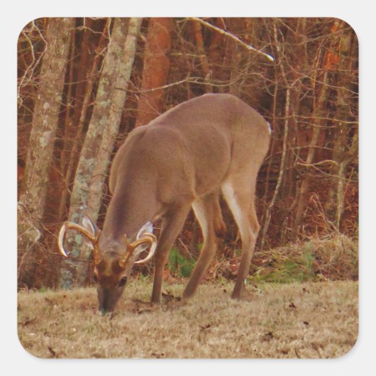 レッドオークカモフラージスタグバック食べ物を与えディアーズ スクエアシール (正面)