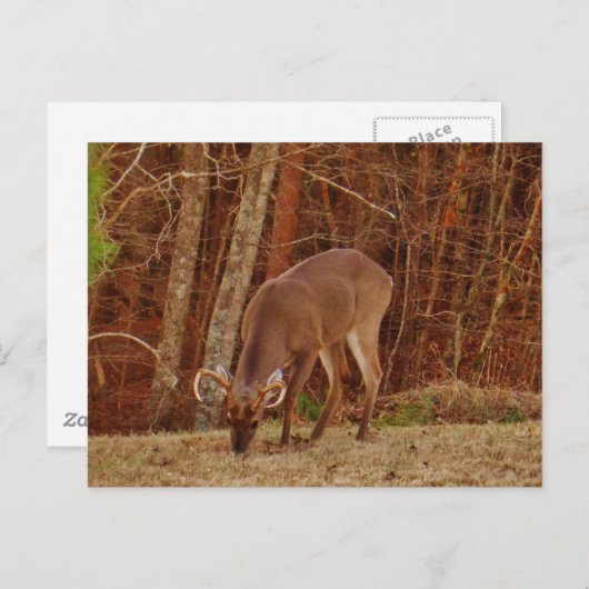レッドオークカモフラージスタグバック食べ物を与えディアーズ ポストカード (正面/裏面)