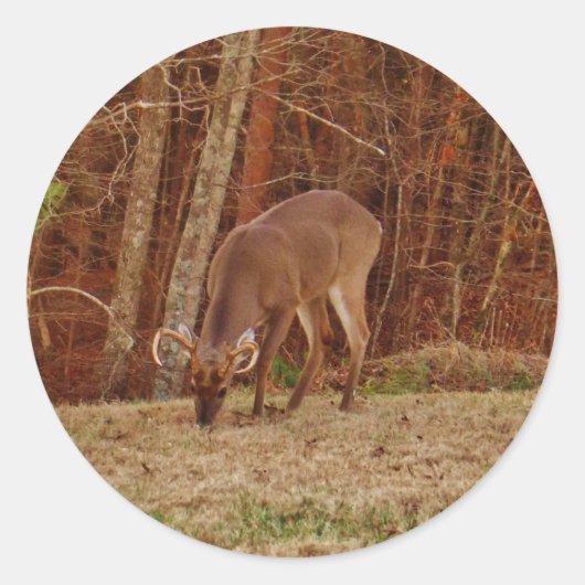 レッドオークカモフラージスタグバック食べ物を与えディアーズ ラウンドシール (正面)