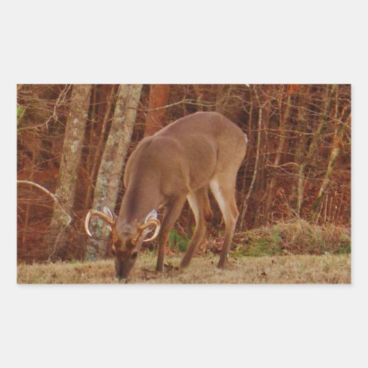 レッドオークカモフラージスタグバック食べ物を与えディアーズ 長方形シール (正面)