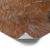 レッドオーストラリアの牛の犬 – Heeler – 雪の中 ポスター (角)