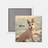 レッドオーストラリアの牛の犬 – Heeler – 雪の中 マグネット (正面/裏面)