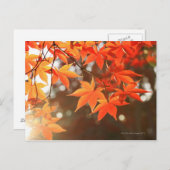 レッドオータムメープル葉ズ ポストカード (正面/裏面)