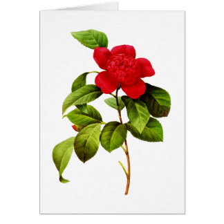 レッドカメリアバイピエールジョセフレドゥテ