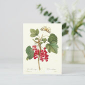 レッドカラント ポストカード (スタンド正面)