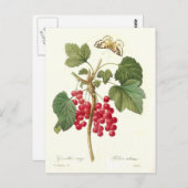 レッドカラント ポストカード (正面/裏面)