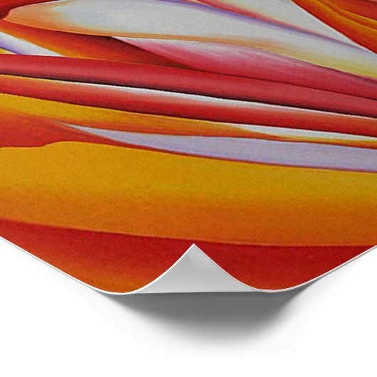 レッドカンナ ポスター (角)