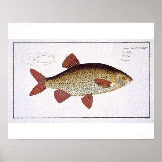 レッドカープ(Cyprinus Erithrohalmus)プレートI from ポスター (正面)