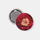 レッドカールローゼンフィールド牡丹 マグネット (正面/裏面)