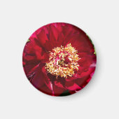 レッドカールローゼンフィールド牡丹 マグネット (正面)