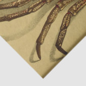 レッドカ航海のニエフエマラデクページ 薄葉紙 (詳細)