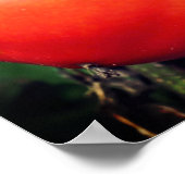 レッドガーデントマトオンつる植物鏡抽象芸術 ポスター (角)