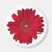 レッドガーベラデイジークローズアップ写真 マグネット (正面)