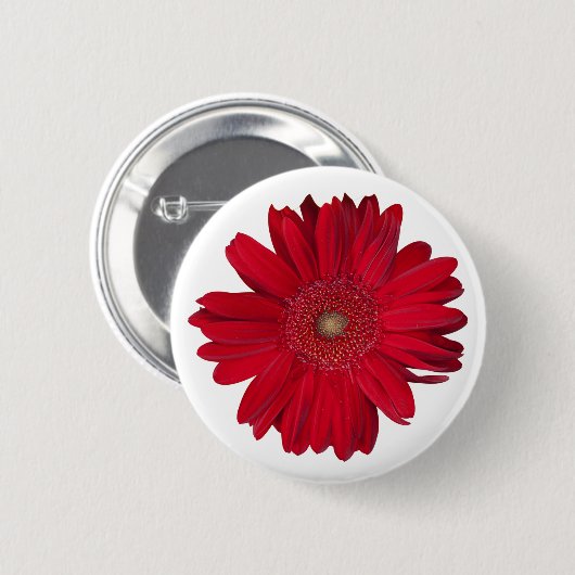 レッドガーベラデイジークローズアップ写真 缶バッジ (正面&裏面)