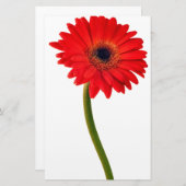 レッドガーベラデイジーフラワーズフローラデイジーフラワー 便箋 (正面/裏面)