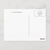 レッドガーベラデイジー ポストカード (裏面)