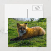 レッドキツネオンサンファンアイランドワシントン州 ポストカード (正面/裏面)