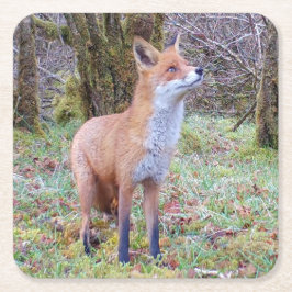 レッドキツネコースター スクエアペーパーコースター