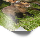 レッドキツネママ&ヤング フォトプリント            (角)